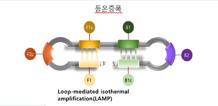 등온증폭 기술(LAMP) 설명도